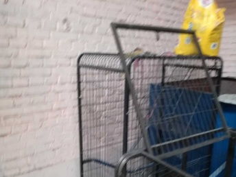 99成新貓用品優惠出售，附北京寵物食品選購指南